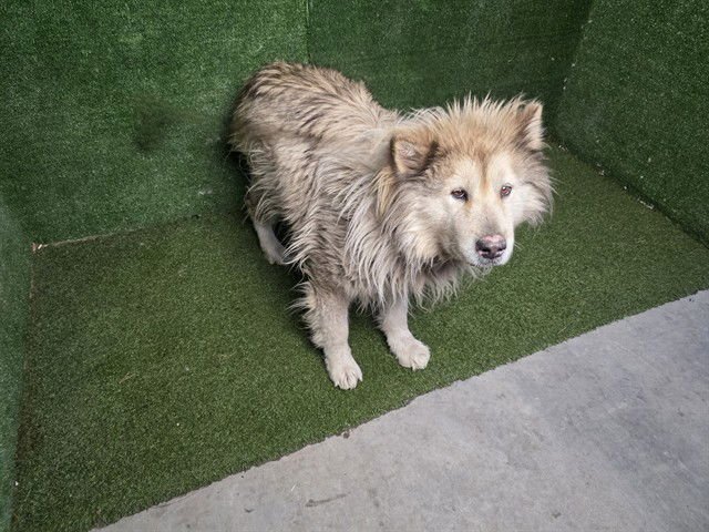 BLITZ - Alaskan Malamute available for adoption