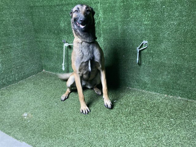 STORM - Belgian Shepherd Malinois available for adoption