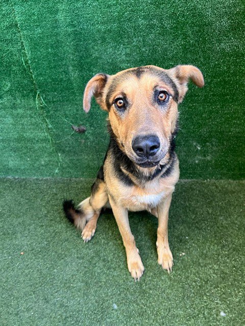 DOCTOR DOOLITTLE - German Shepherd Dog available for adoption