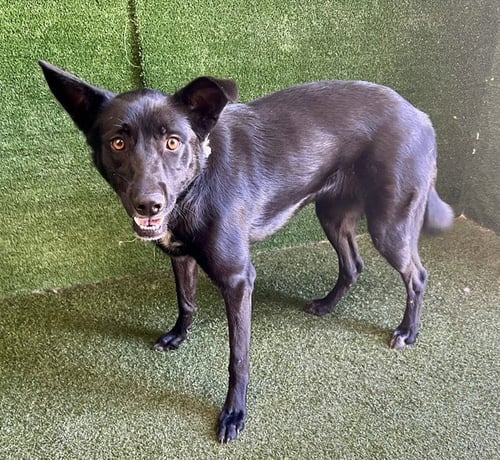 GIRL - Labrador Retriever available for adoption