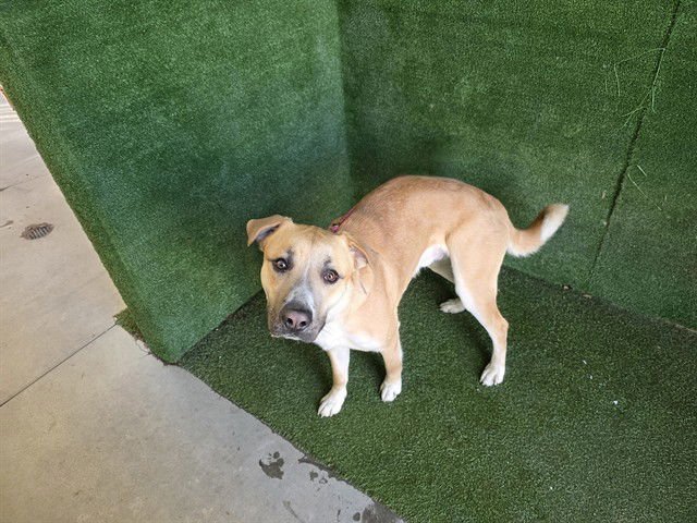 REX - German Shepherd Dog available for adoption