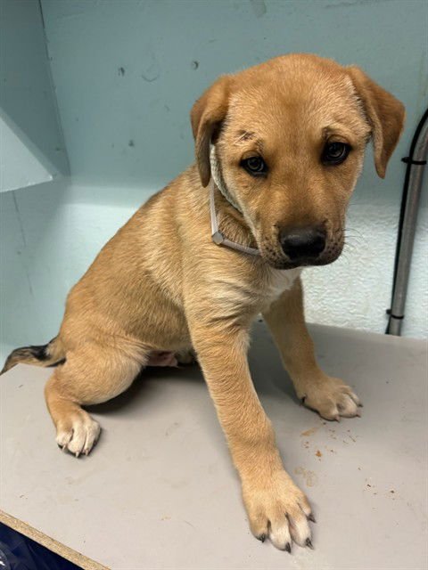 TEDDY - Husky / German Shepherd Dog available for adoption