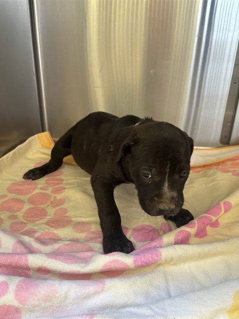 A5806590 - Pit Bull Terrier / Belgian Shepherd Malinois available for adoption