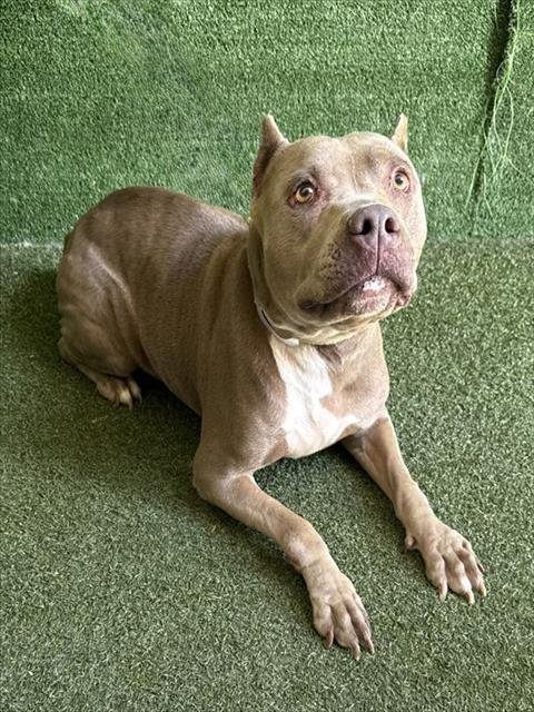 HOLLY - American Bulldog available for adoption