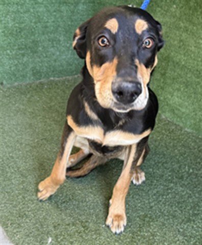 A5805505 - Rottweiler available for adoption