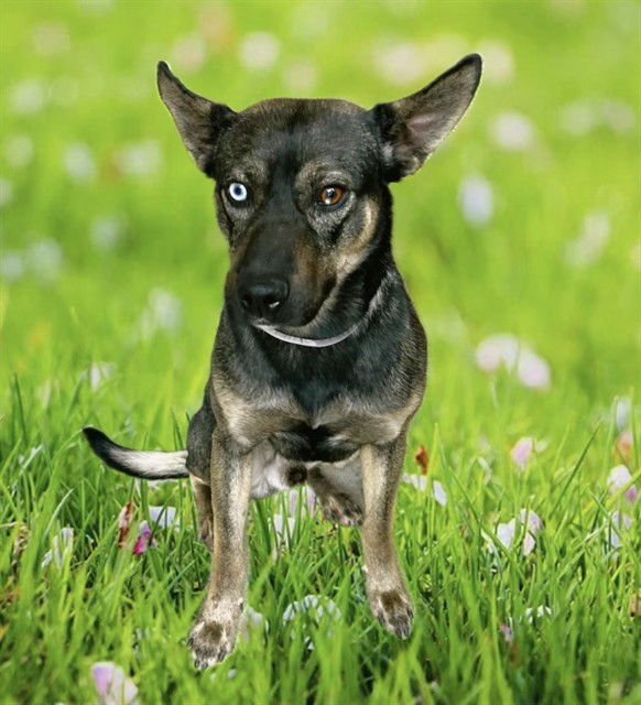 SANFORD - Belgian Shepherd Malinois / Siberian Husky available for adoption