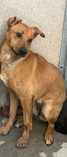 GEORGIA - German Shepherd Dog available for adoption