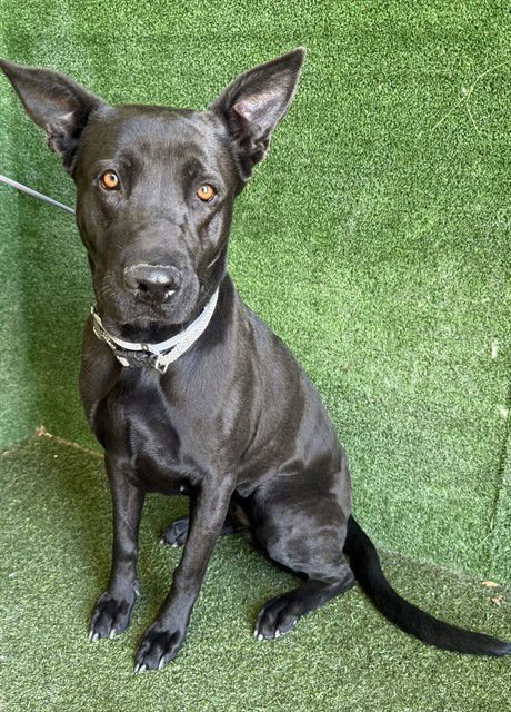 LOVEY - Labrador Retriever / German Shepherd Dog available for adoption