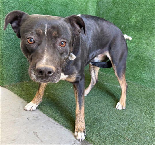 NALA - Pit Bull Terrier / German Shepherd Dog available for adoption