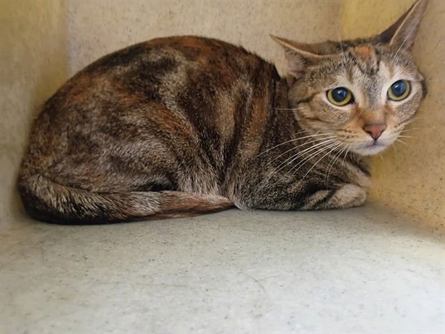 ATHENA - Domestic Short Hair available for adoption