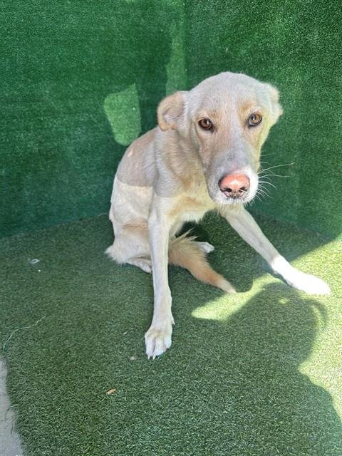 LULU - Labrador Retriever / German Shepherd Dog available for adoption