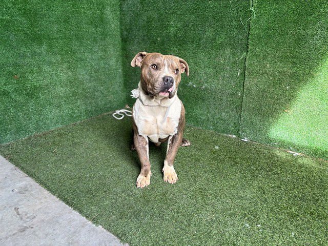 CAMERON - Pit Bull Terrier available for adoption