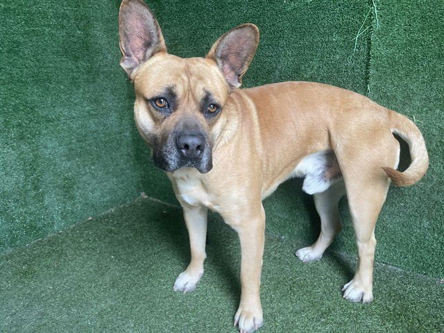 SCOOBY - Pit Bull Terrier / French Bulldog available for adoption