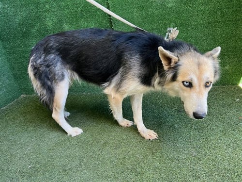 ARLEEN - German Shepherd Dog available for adoption