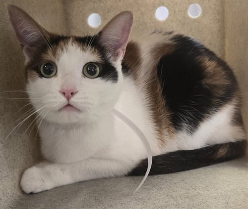 SNICKERS - Domestic Short Hair available for adoption