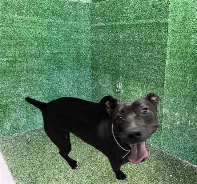 LALA - Pit Bull Terrier available for adoption