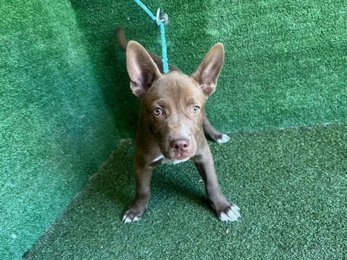 A5804892 - Pit Bull Terrier available for adoption