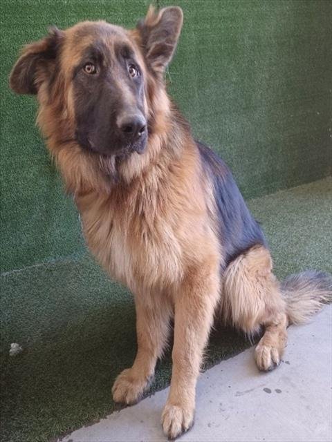 A5754653 - German Shepherd Dog available for adoption