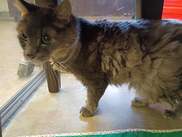 GABBY - Domestic Long Hair available for adoption