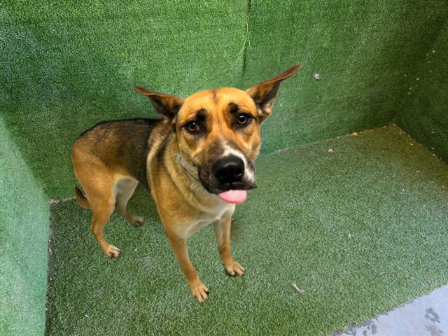 DAISY - German Shepherd Dog available for adoption