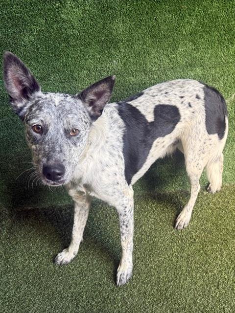 BLUEY - Queensland Heeler available for adoption