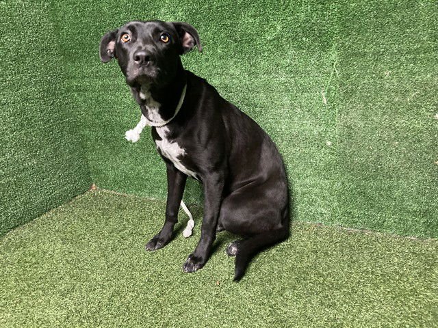 LOLITA - Labrador Retriever available for adoption