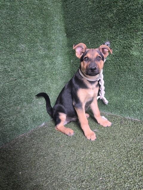 ORIN - German Shepherd Dog available for adoption