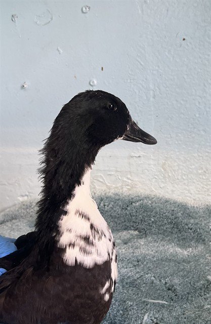A5804934 - Duck available for adoption