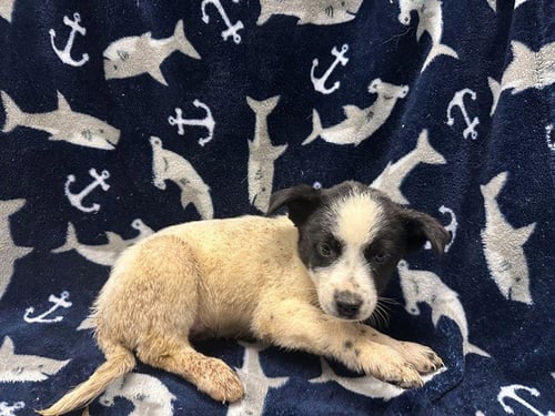 PHOEBE - Queensland Heeler available for adoption