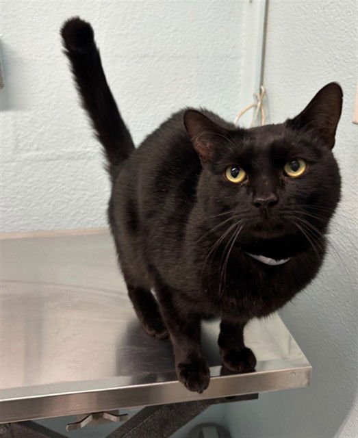 DANTE - Domestic Short Hair available for adoption