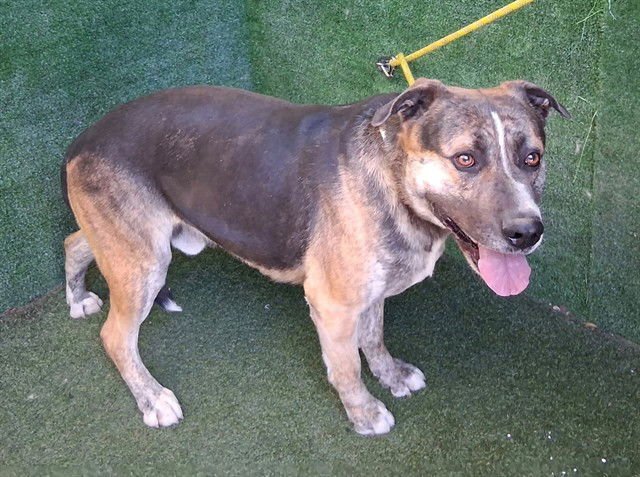 COBRA - Pit Bull Terrier / German Shepherd Dog available for adoption