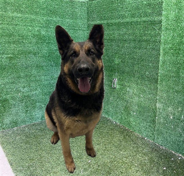 SAM - German Shepherd Dog available for adoption