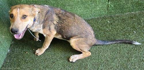 QUINTEN - Australian Cattle Dog/Blue Heeler available for adoption