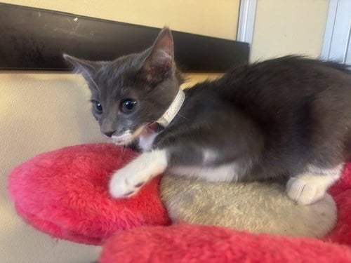A5807662 - Domestic Short Hair available for adoption