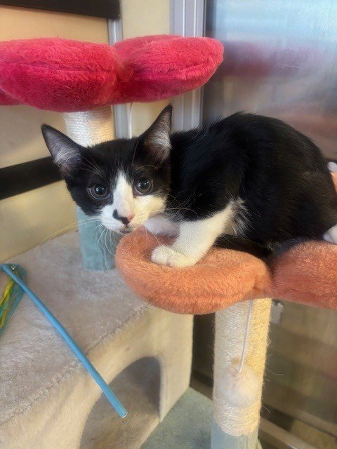 A5807665 - Domestic Short Hair available for adoption
