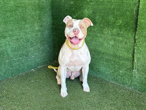 MARLOW - Pit Bull Terrier available for adoption