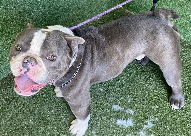 BUDDHA - Pit Bull Terrier available for adoption