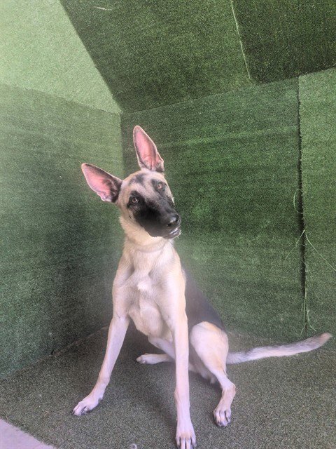 SERAPHINE - Anatolian Shepherd available for adoption