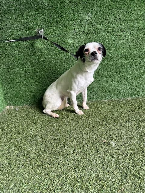 A5805375 - Chihuahua available for adoption