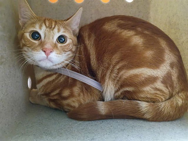 CHEETO - Domestic Short Hair available for adoption