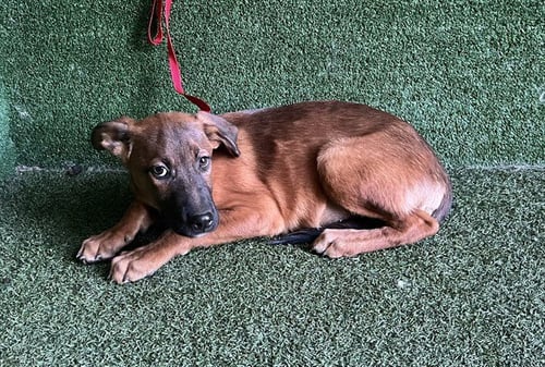 DODGER - German Shepherd Dog available for adoption