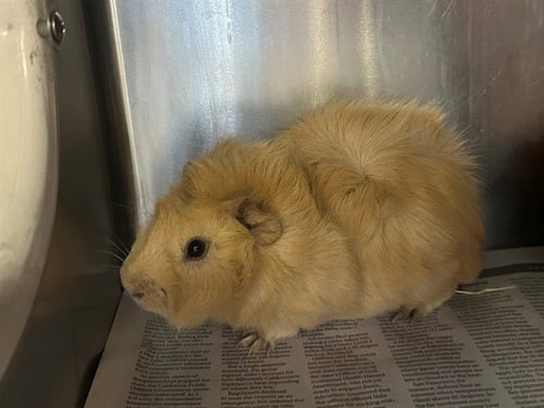 BURKUS - Guinea Pig available for adoption