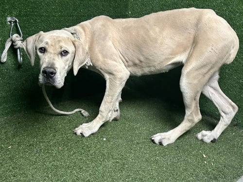 CARRIE - Labrador Retriever / Pit Bull Terrier available for adoption