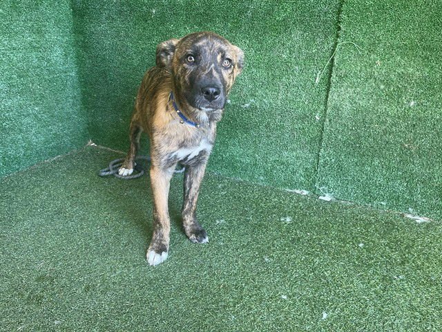 OLIVE - German Shepherd Dog available for adoption