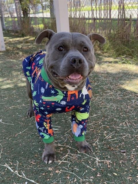 BEAU - Pit Bull Terrier available for adoption