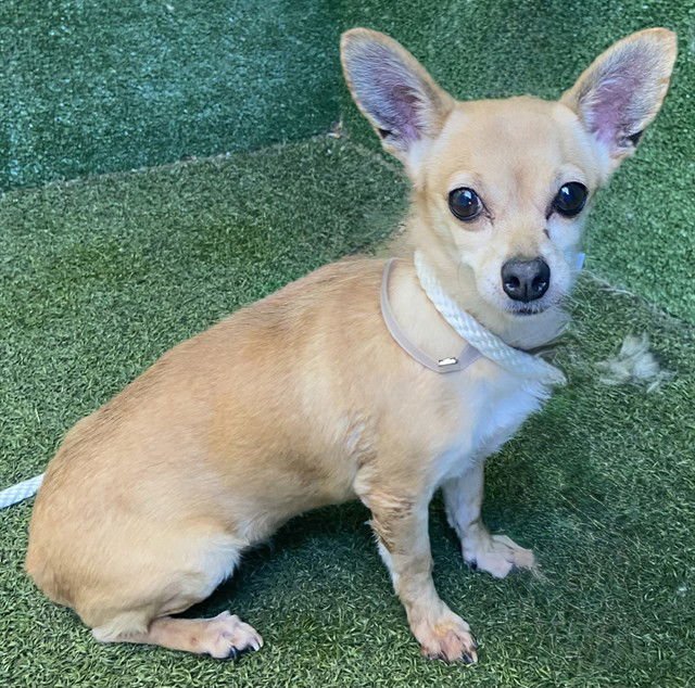 CINNAMON - Chihuahua available for adoption