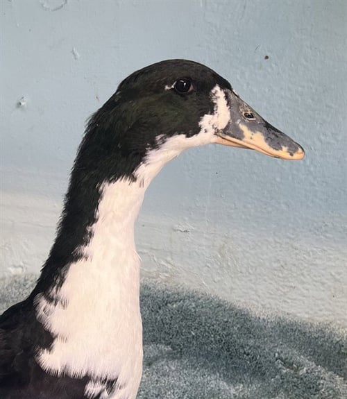 A5804940 - Duck available for adoption