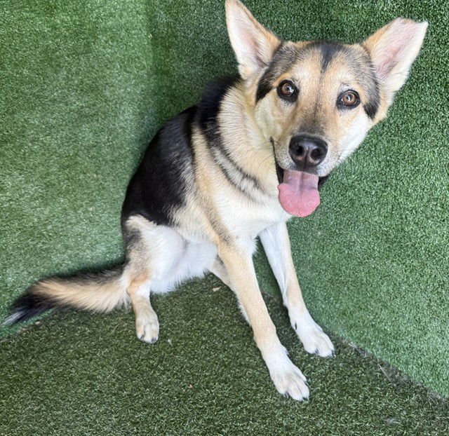 CHRIS - German Shepherd Dog available for adoption