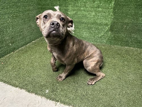 BEVERLY - Pit Bull Terrier available for adoption