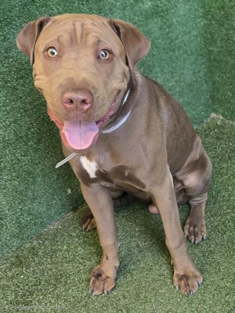 A5804725 - Chinese Shar-Pei available for adoption